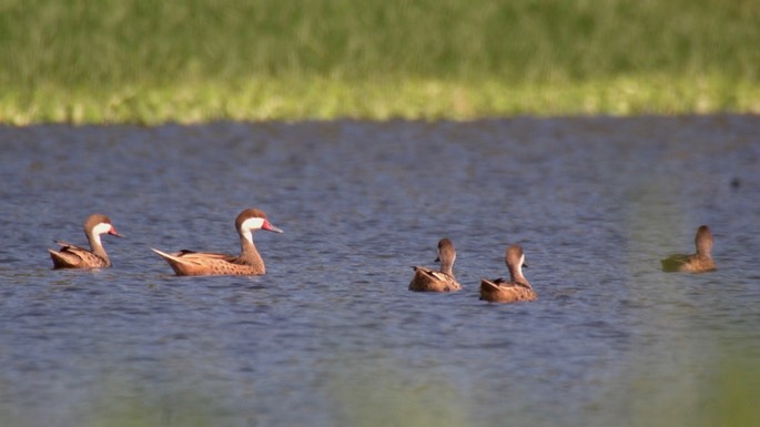 Pintail, White-cheeked