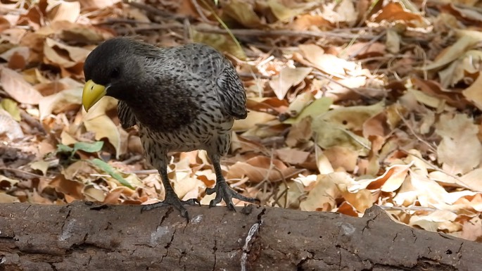 Plantain-eater, Western Grey 10