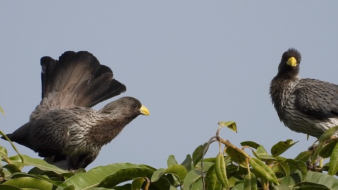 Plantain-eater, Western Grey 1