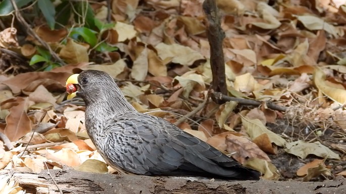 Plantain-eater, Western Grey 7