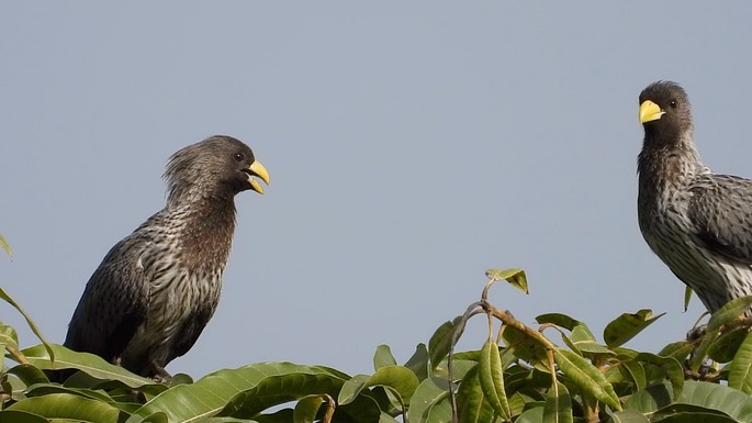 Plantain-eater, Western Grey 2