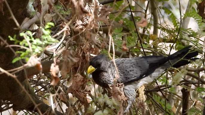 Plantain-eater, Western Grey 9