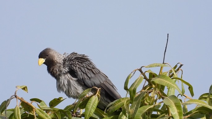 Plantain-eater, Western Grey 5