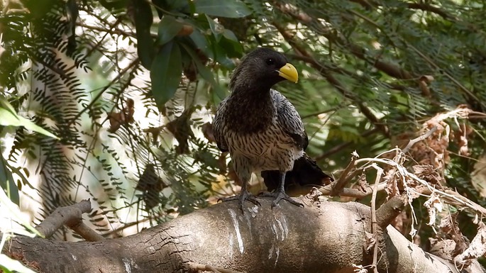 Plantain-eater, Western Grey 6