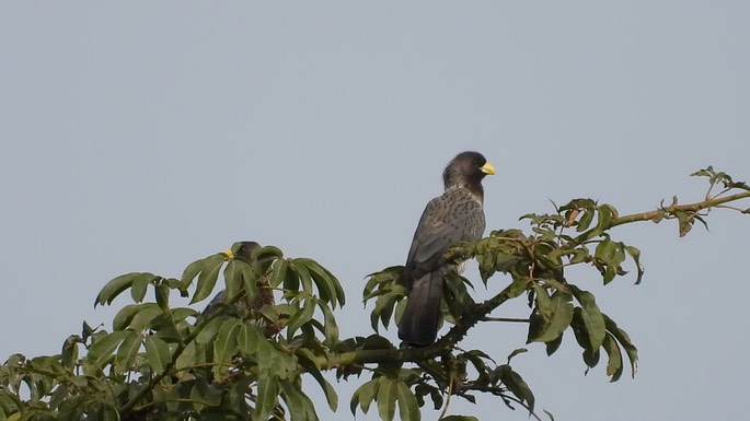 Plantain-eater, Western Grey 8