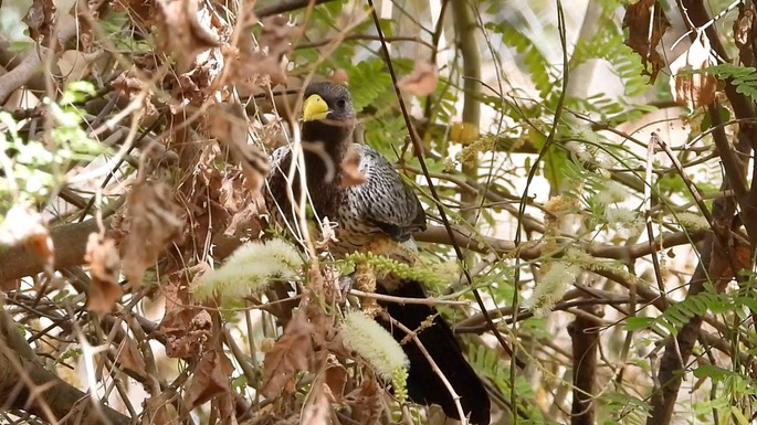 Plantain-eater, Western Grey 3