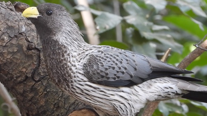 Plantain-eater, Western Grey 11