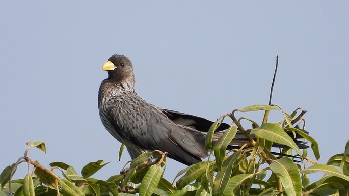 Plantain-eater, Western Grey 4