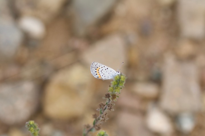 Plebejus acmon, Acmon Blue