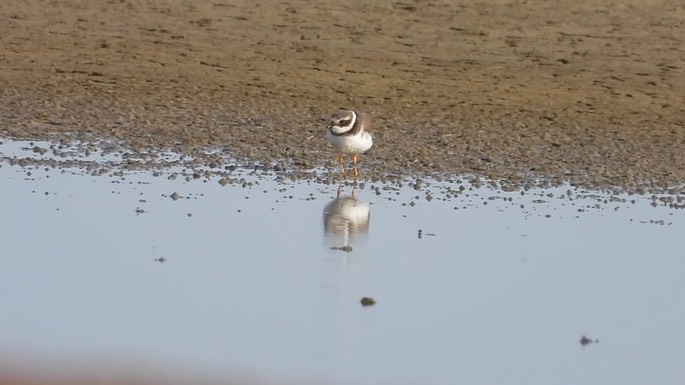 Plover, Common Ringed 1