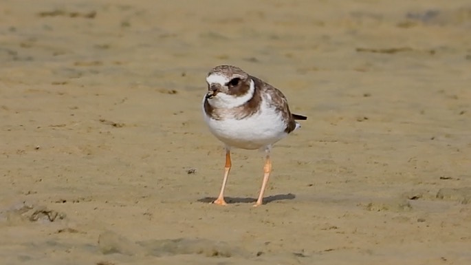 Plover, Common Ringed 2