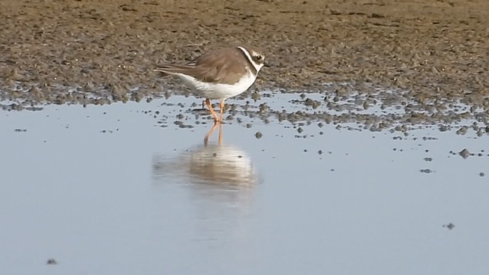 Plover, Common Ringed 3