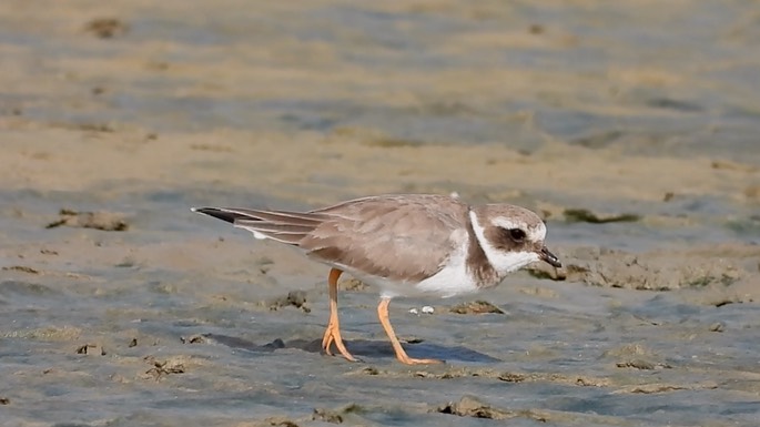 Plover, Common Ringed 5