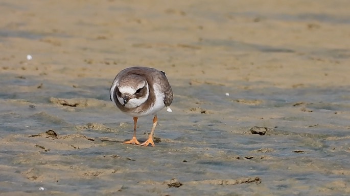 Plover, Common Ringed 6