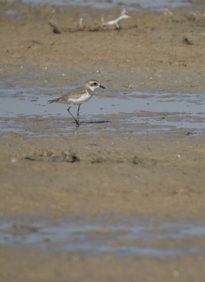 Plover, Greater Sand  Charadrius leschenaultii2