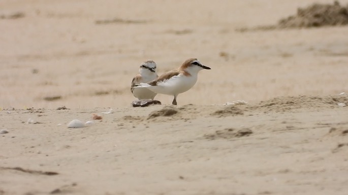 Plover, White-fronted 1