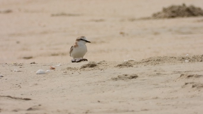 Plover, White-fronted 3