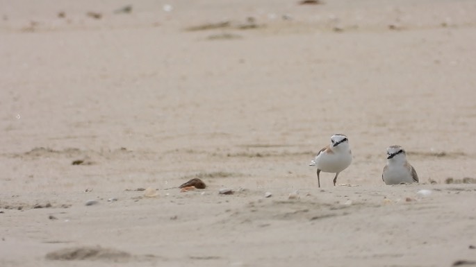 Plover, White-fronted 4