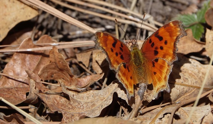 Polygonia satyrus3