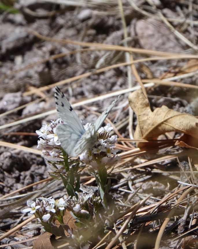 Pontia sisymbrii, Spring White2