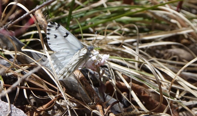 Pontia sisymbrii, Spring White3