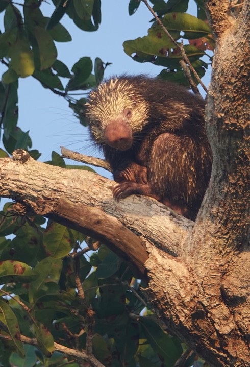 Porcupine, Mexican Hairy Dwarf