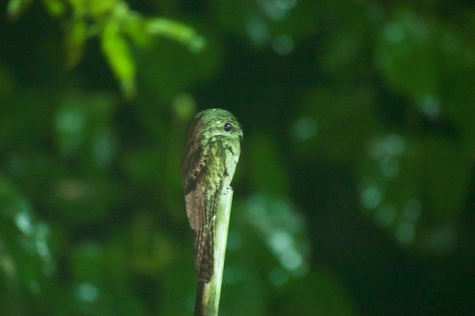 Potoo, Common1