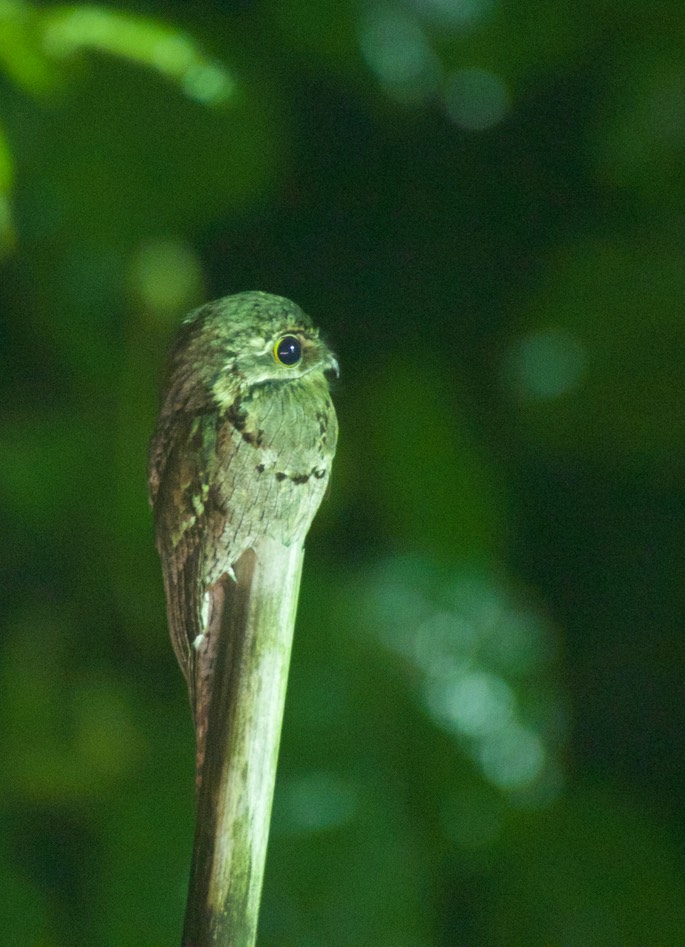 Potoo, Common2