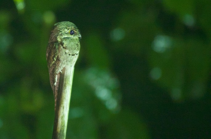 Potoo, Common3