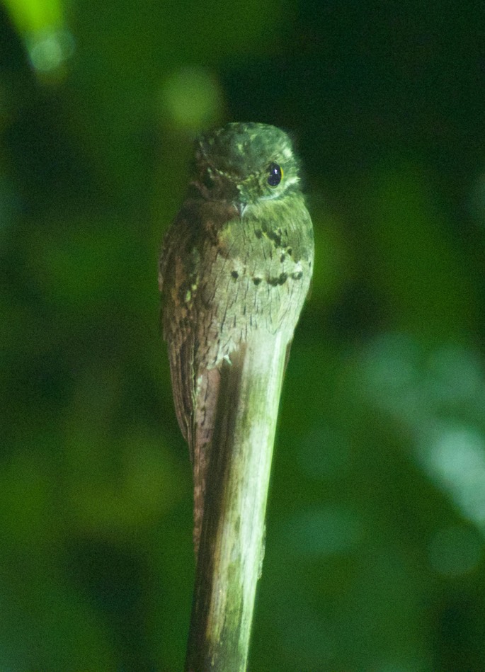 Potoo, Common4