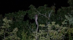 Potoo, Northern (Belize 2021) a