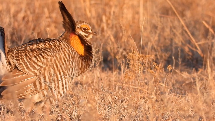 Prairie-Chicken, Greater 10