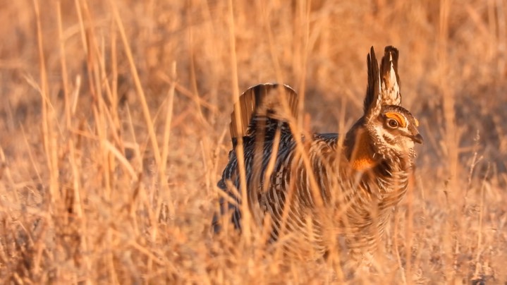 Prairie-Chicken, Greater 11