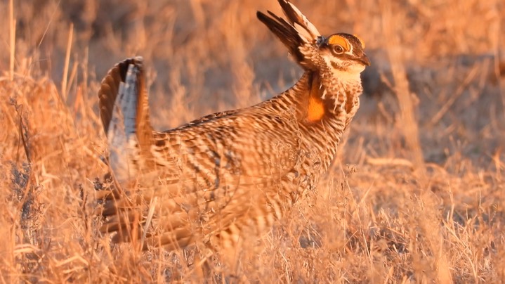 Prairie-Chicken, Greater 12