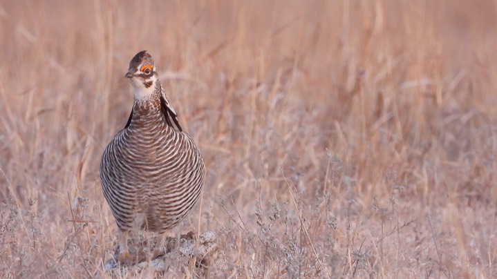 Prairie-Chicken, Greater 13