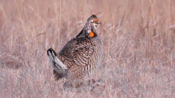 Prairie-Chicken, Greater 14