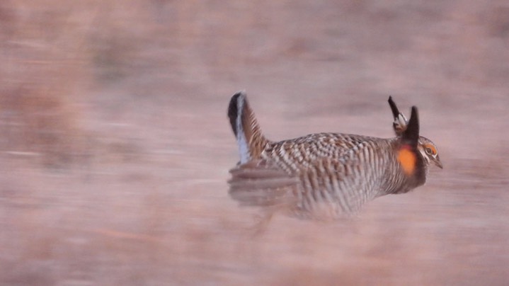 Prairie-Chicken, Greater 15