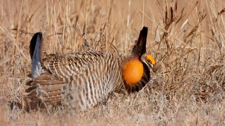 Prairie-Chicken, Greater 1