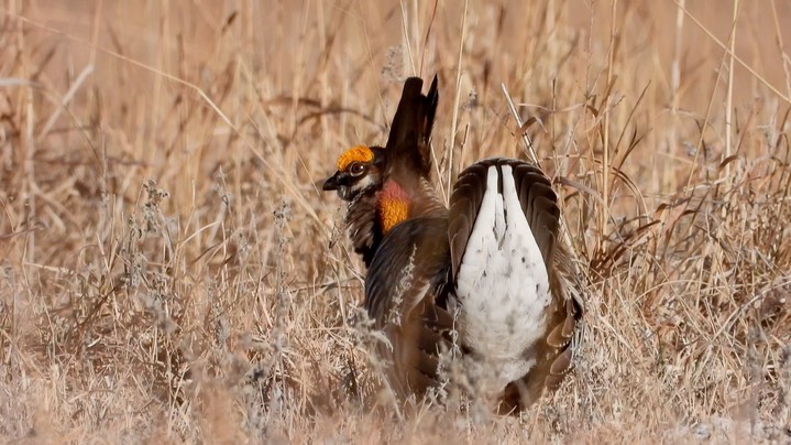 Prairie-Chicken, Greater 2