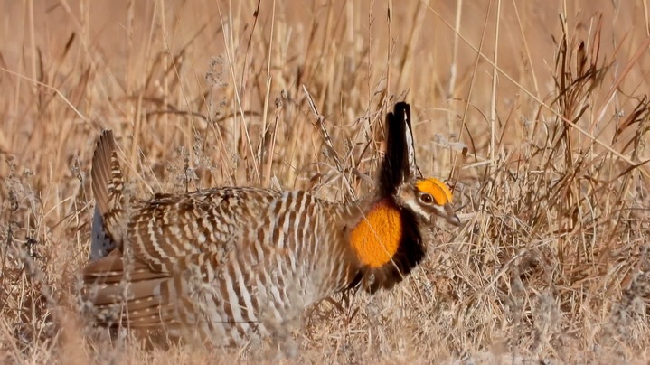 Prairie-Chicken, Greater 3