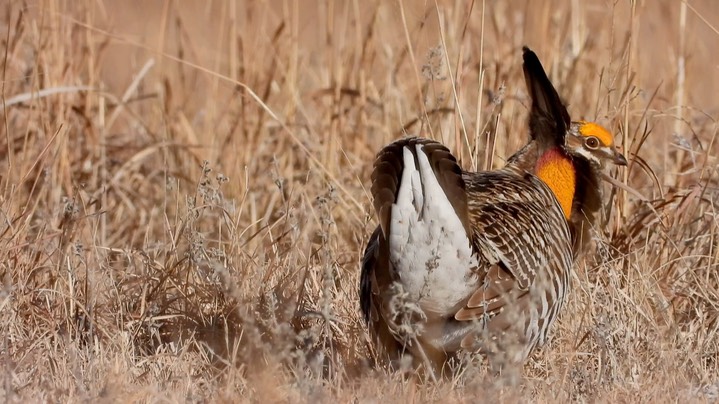 Prairie-Chicken, Greater 4