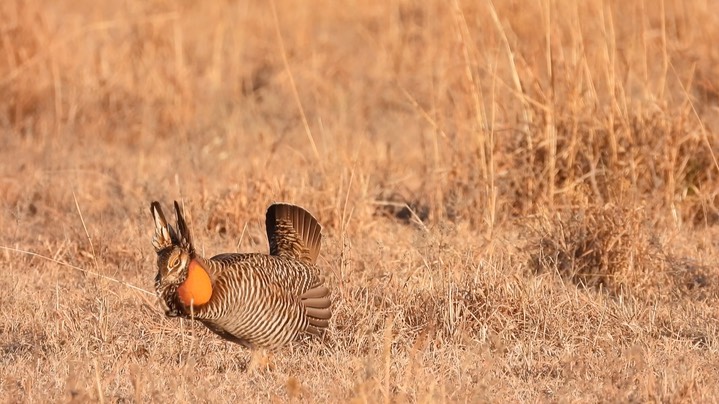 Prairie-Chicken, Greater 5