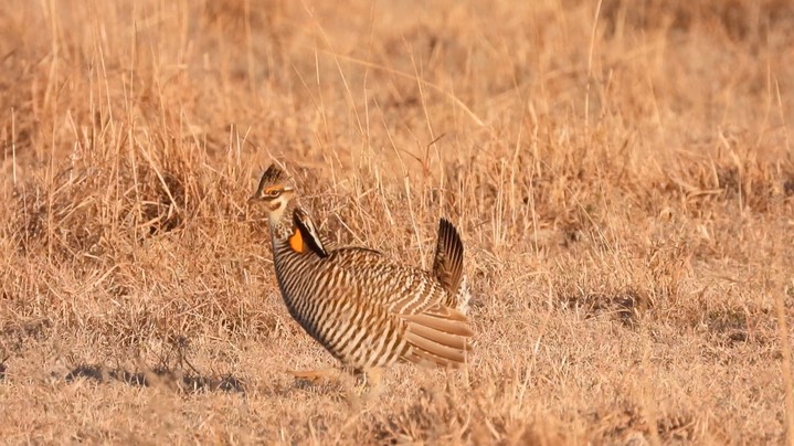 Prairie-Chicken, Greater 6