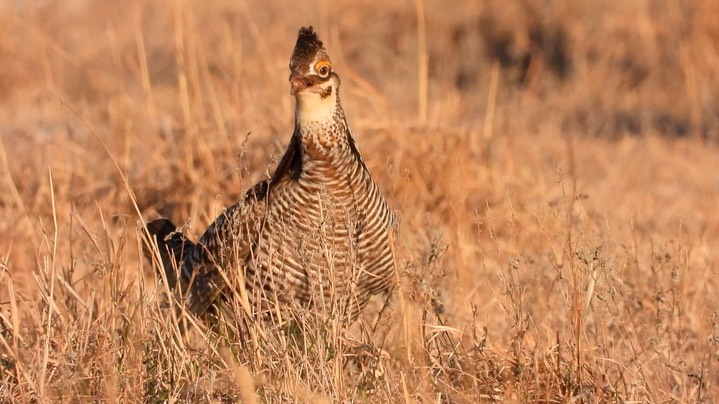 Prairie-Chicken, Greater 7