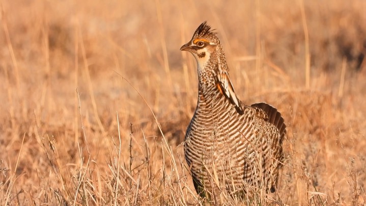 Prairie-Chicken, Greater 8