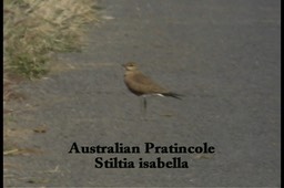 Pratincole, Australian 2