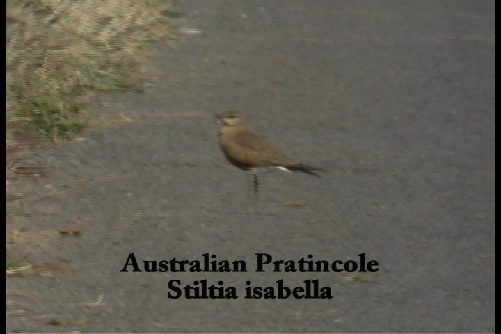 Pratincole, Australian 2