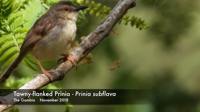 Prinia, Tawny-flanked 1