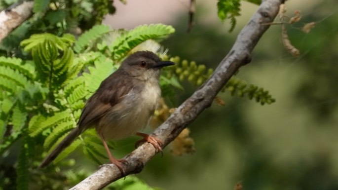 Prinia, Tawny-flanked 2