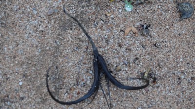 Proboscidea sp. , Devil's Claw, Bahia de los Angeles, Baja California